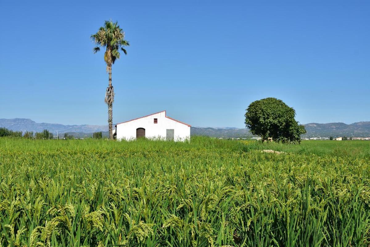 Apartamento Delta Del Ebro Amposta Eksteriør billede